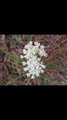 Asclepias angustifolia
