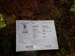 Cortinarius huronensis