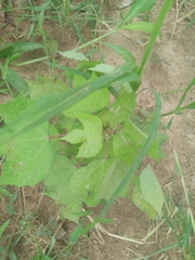 Triumfetta rhomboidea