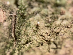 Dictyocatenulata alba