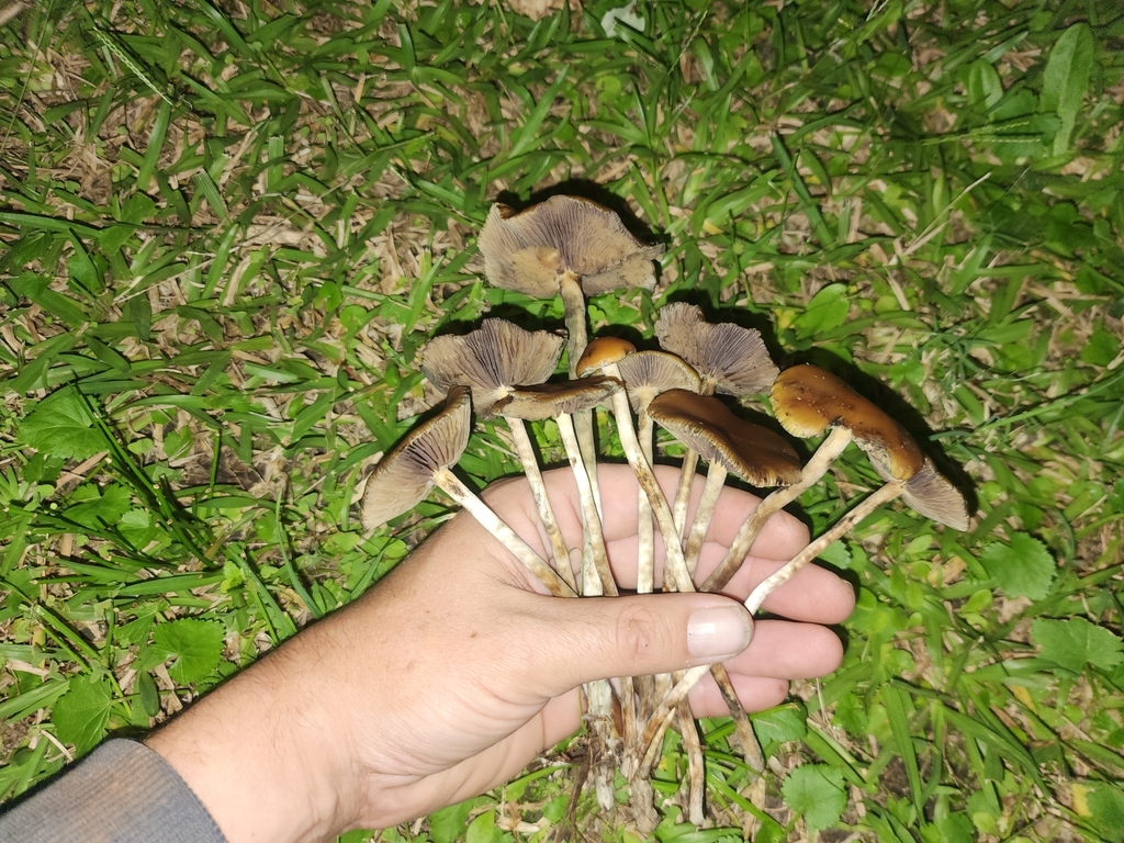 Psilocybe subaeruginosa · April 2025 · photo: © rotceh_dnih (iNaturalist, cc-by)