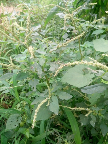 Amaranthus spinosus image