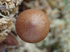 Cortinarius huronensis