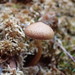 Cortinarius huronensis - Photo (c) Matt Bowser, some rights reserved (CC BY), uploaded by Matt Bowser