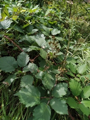 Rubus procerus