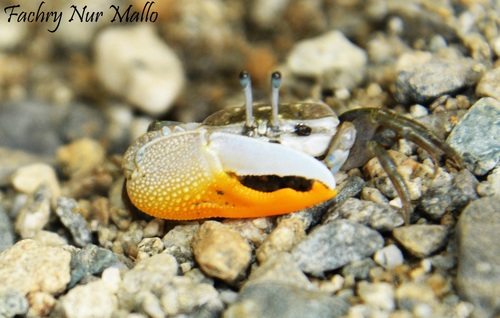 Jocelyn's Fiddler Crab