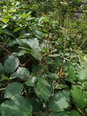 Rubus procerus