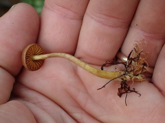 Cortinarius huronensis