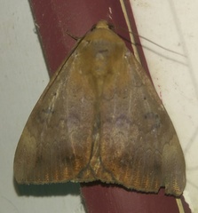 Poaphilini