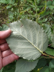 Rubus procerus