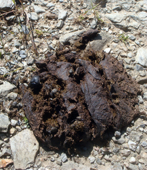 Scarabaeus laticollis