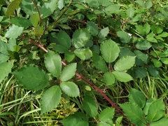 Rubus procerus
