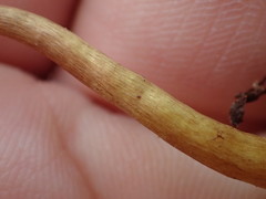 Cortinarius huronensis