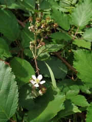 Rubus procerus