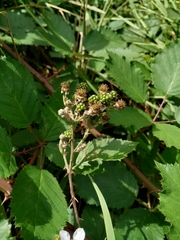 Rubus procerus