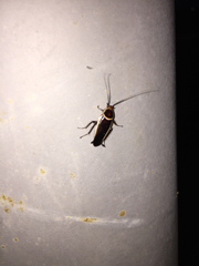 Pseudomops septentrionalis