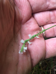 Media resource of Spiranthes lacera