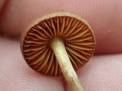 Cortinarius huronensis