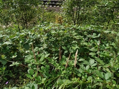 Rubus procerus