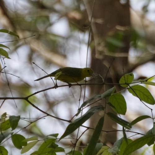 Great Iora (Aegithina lafresnayei), photo 10