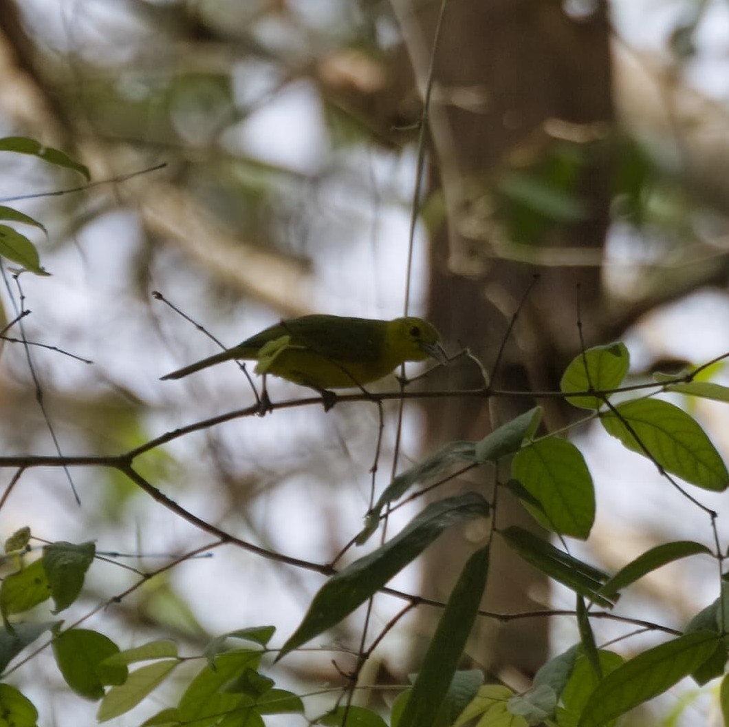 Great Iora (Aegithina lafresnayei), photo 8