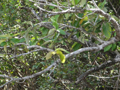 Heritiera littoralis iNat (3)