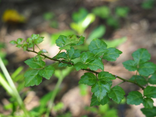 Image of Eleutherococcus trifoliatus by no rights reserved