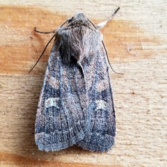 Xestia xanthographa