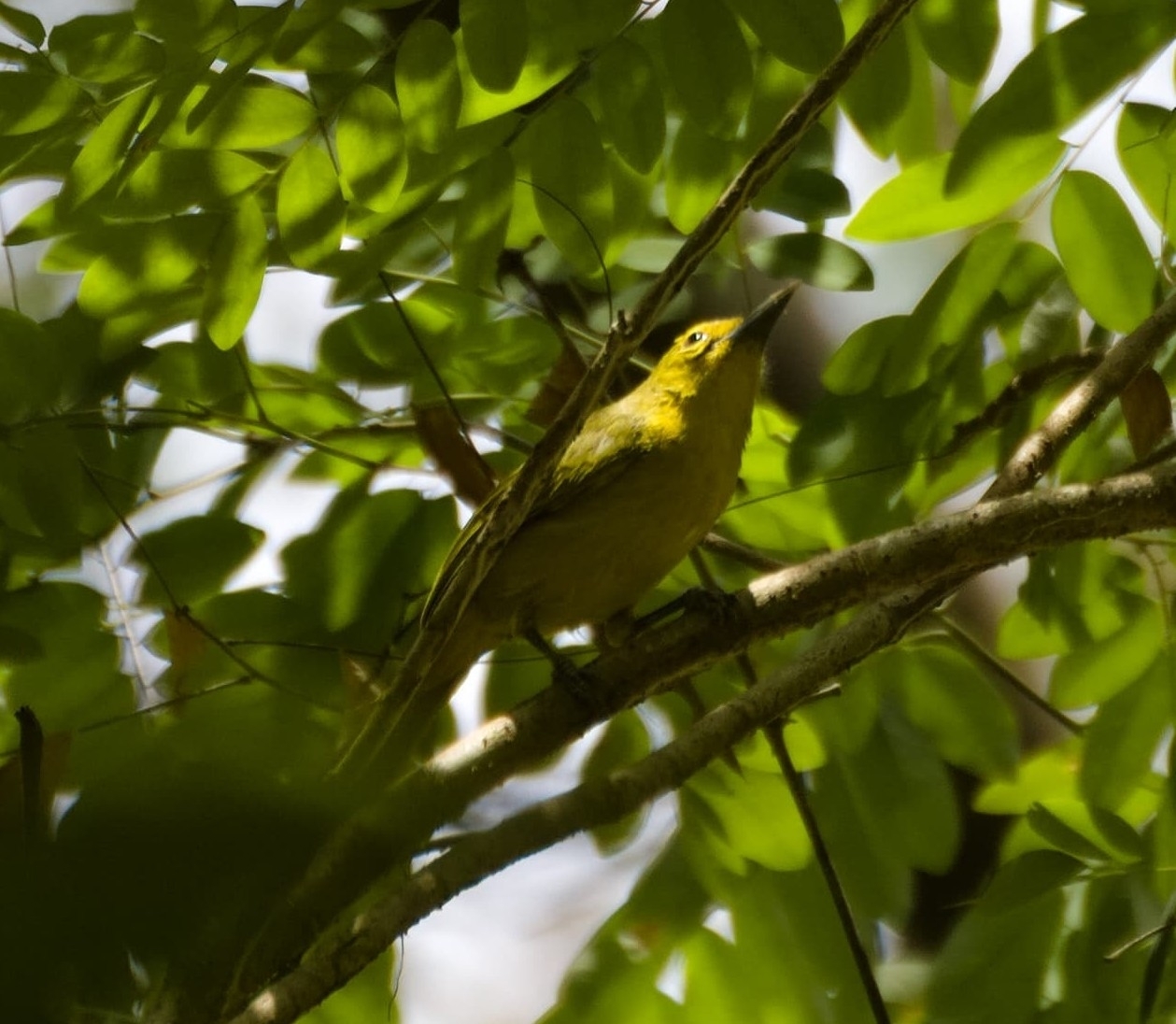 Great Iora (Aegithina lafresnayei), photo 9