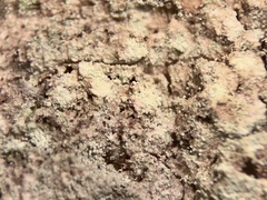 Lecanora layana