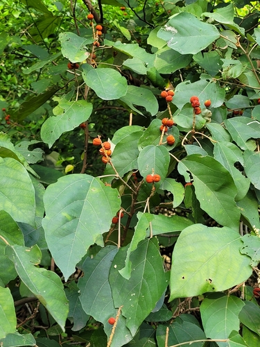 Mallotus philippensis iNat (3)