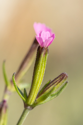 Silene crassipes