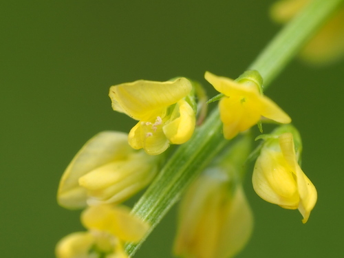 Image of Common Yellow Melilot (Melilotus suaveolens) by no rights reserved