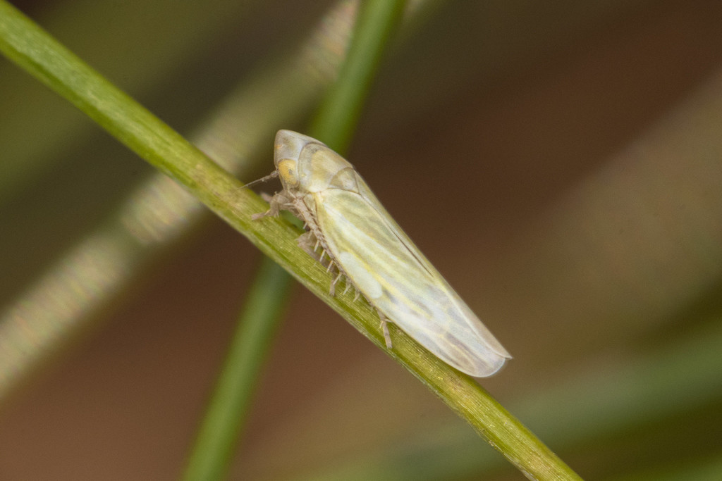 Dikraneura