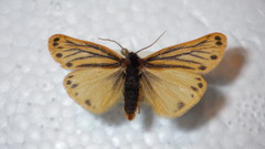 Setina