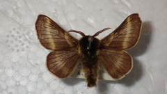 Malacosoma alpicolum