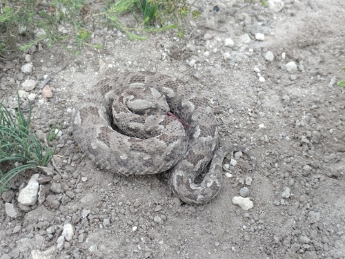 Albany Adder