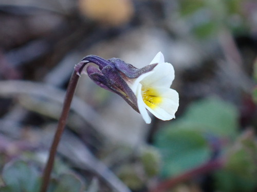 Image of Viola kitaibeliana by (c) Milan Chytrý, some rights reserved (CC BY)