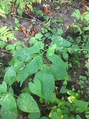 Media resource of Circaea canadensis