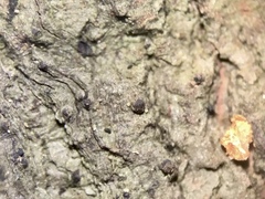 Pseudosagedia cestrensis