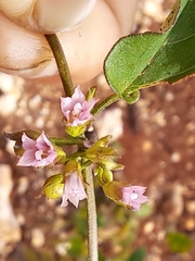 Whorled clustervine