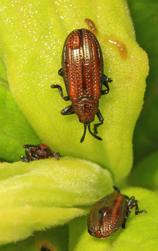 Goldenrod Leafminer photo 3