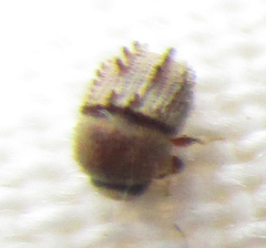 Styracoptinus murex