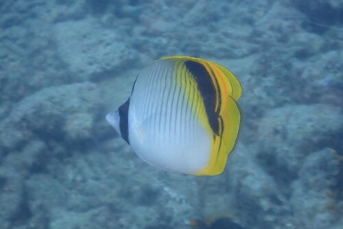Spotnape butterflyfish (Chaetodon oxycephalus) — Chaetodontidae — 3