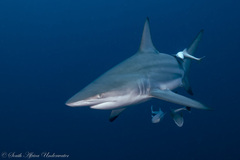 Blacktip Shark photo 5