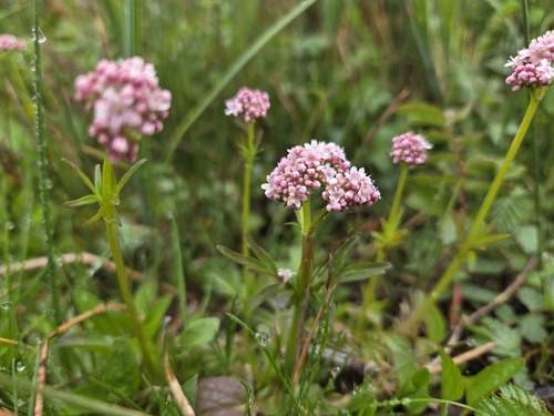 Marsh valerian (Valeriana dioica)