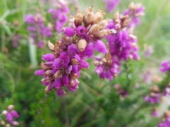 Erica cinerea