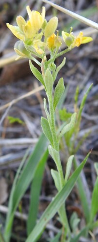 Image of Physaria gordonii by (c) saltyhiker, some rights reserved (CC BY)