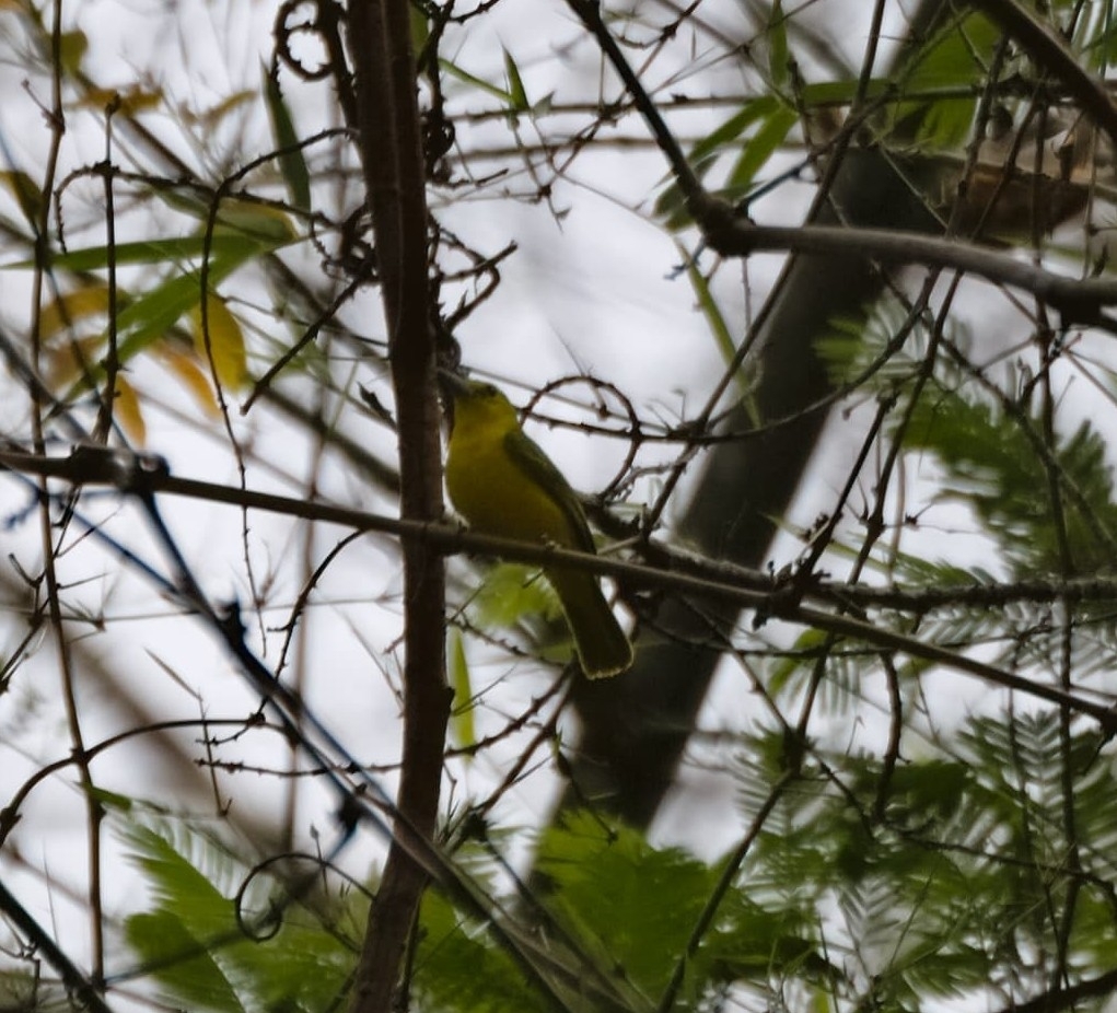 Great Iora (Aegithina lafresnayei), photo 7