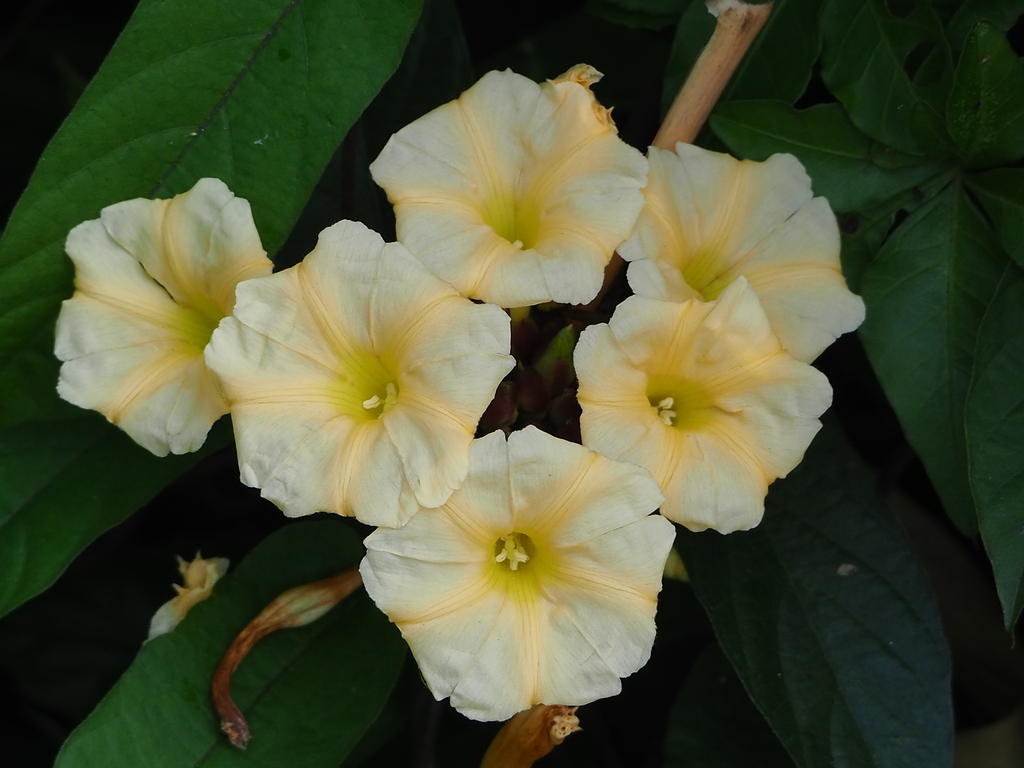 Camonea pilosa (Camonea pilosa)